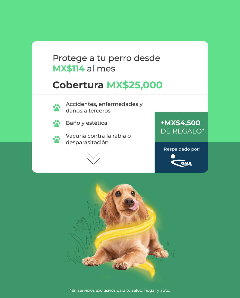 Protege a tu perro desde MX$114 al mes