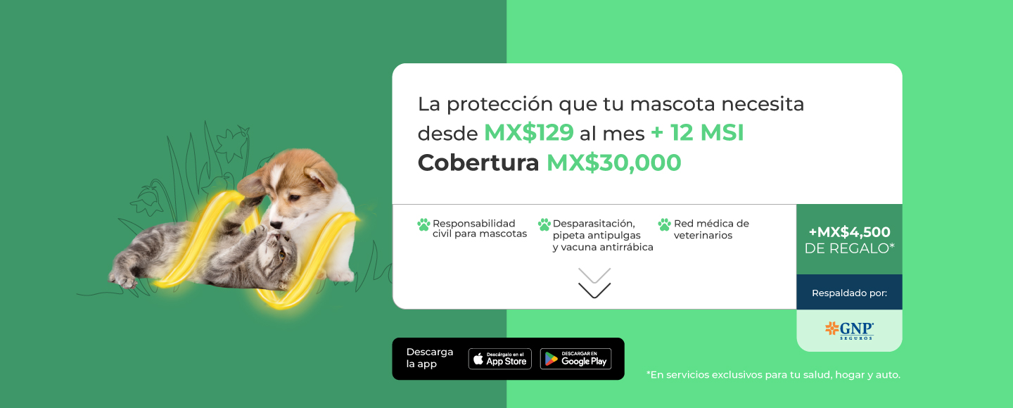 Protege a tu mascota desde MX$129 al mes con GNP