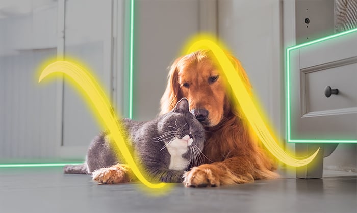 woow-woow20_landing_1_mascotas_gmx_2-700x418-3