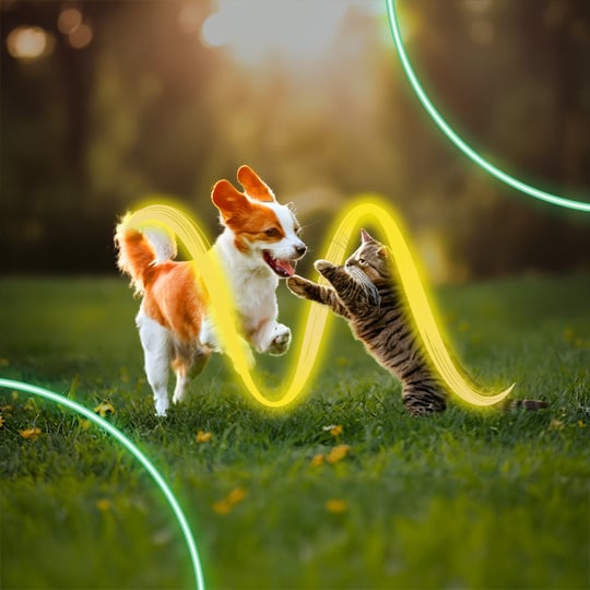 woow-woow20_landing_1_mascotas_gnp_1-540x540-3