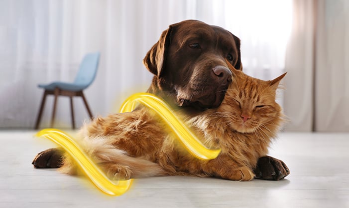 Perro y gato seguro de mascotas